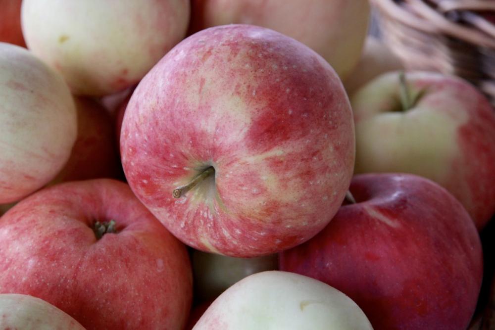 Apple harvest Apple harvest