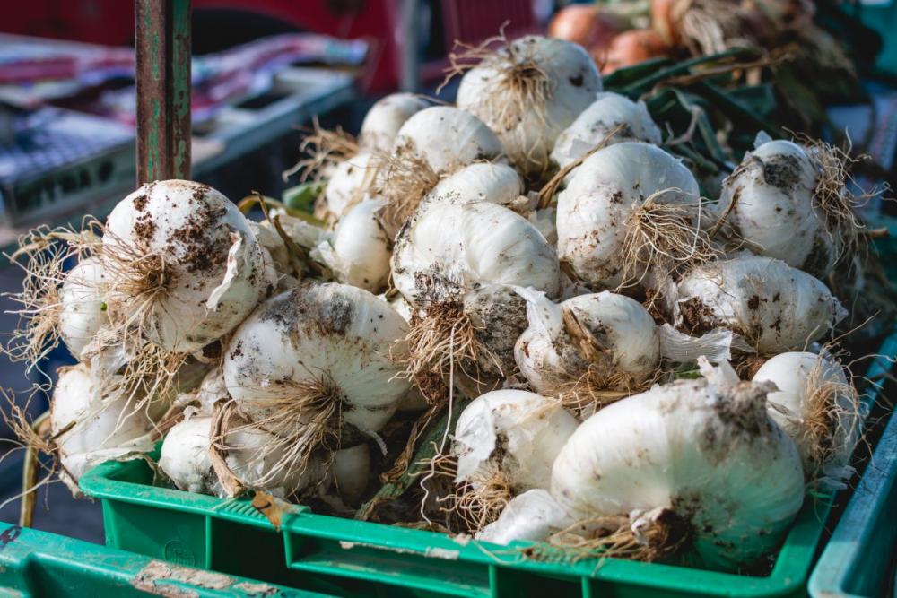 Dirty garlic on a market Dirty garlic on a market