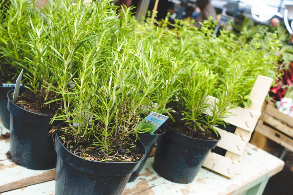 Fresh rosemary at a market Fresh rosemary at a market