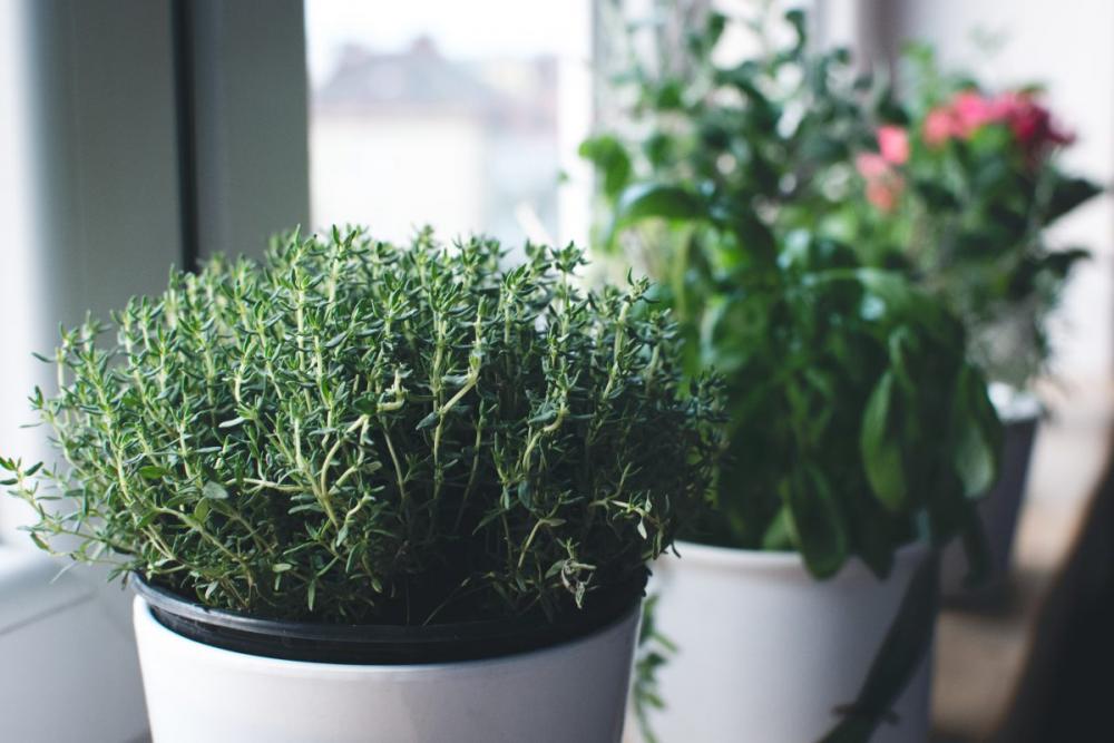 Fresh thyme in a window Fresh thyme in a window