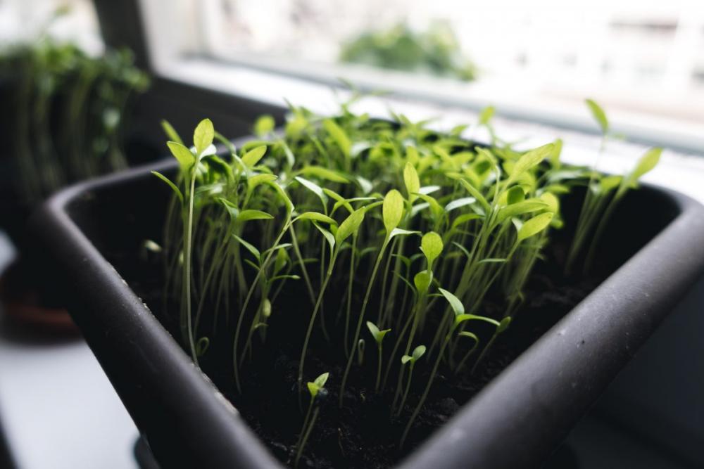 Growing herbs at home Growing herbs at home