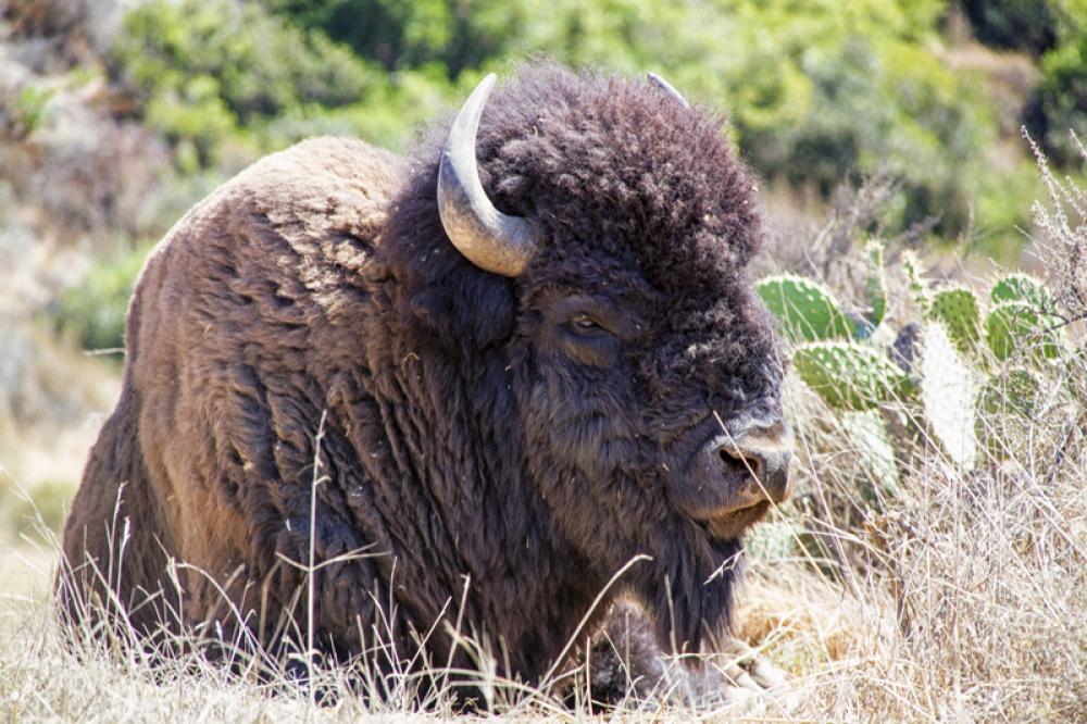 Bison sitting in the Grass free photo Bison sitting in the Grass free photo
