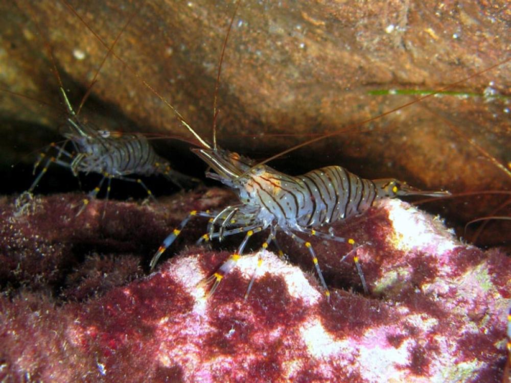 Common Prawn - Palaemon serratus free photo Common Prawn - Palaemon serratus free photo