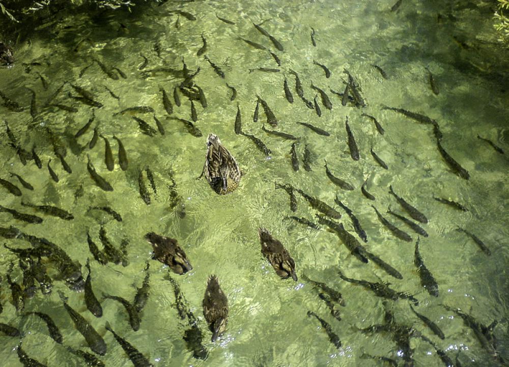 Fish and ducks in the water at Plitvice Lakes National Park, Croatia free photo Fish and ducks in the water at Plitvice Lakes National Park, Croatia free photo