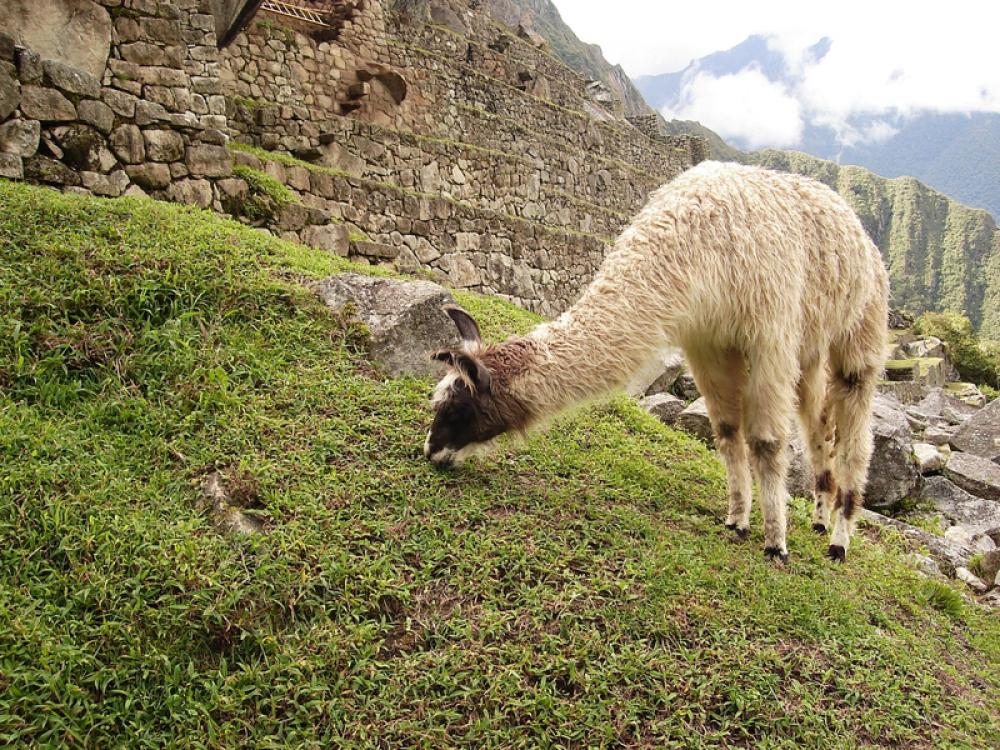 Llama Feeding on the Grass at Machu Picchu, Peru free photo Llama Feeding on the Grass at Machu Picchu, Peru free photo