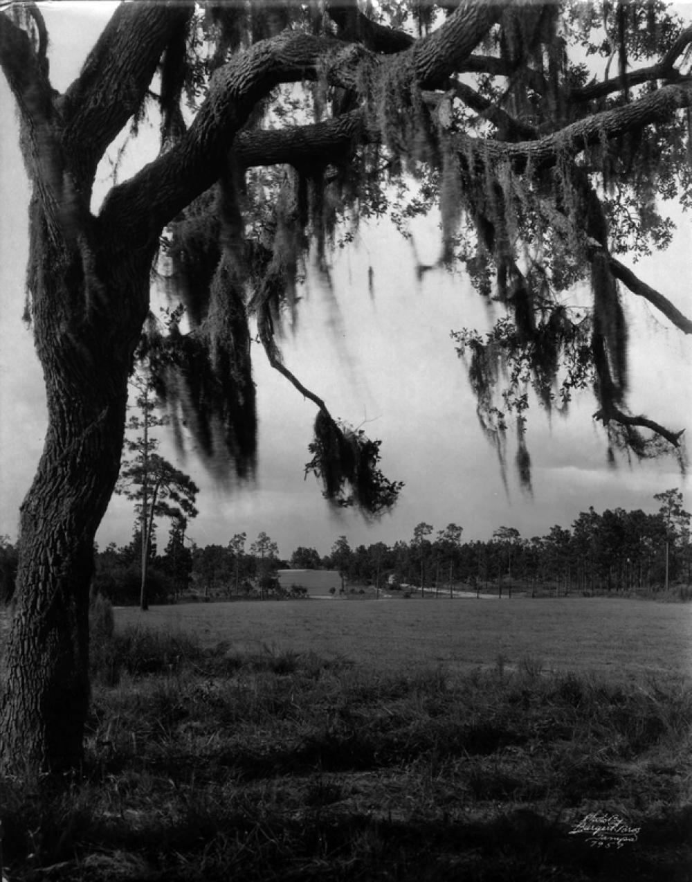 Temple Terrace landscape in Florida with tree free photo Temple Terrace landscape in Florida with tree free photo