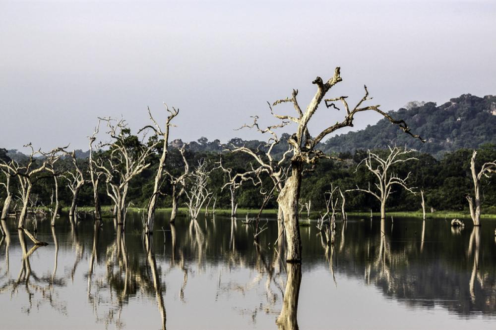 Trees in the lake landscape in Sri Lanka free photo Trees in the lake landscape in Sri Lanka free photo