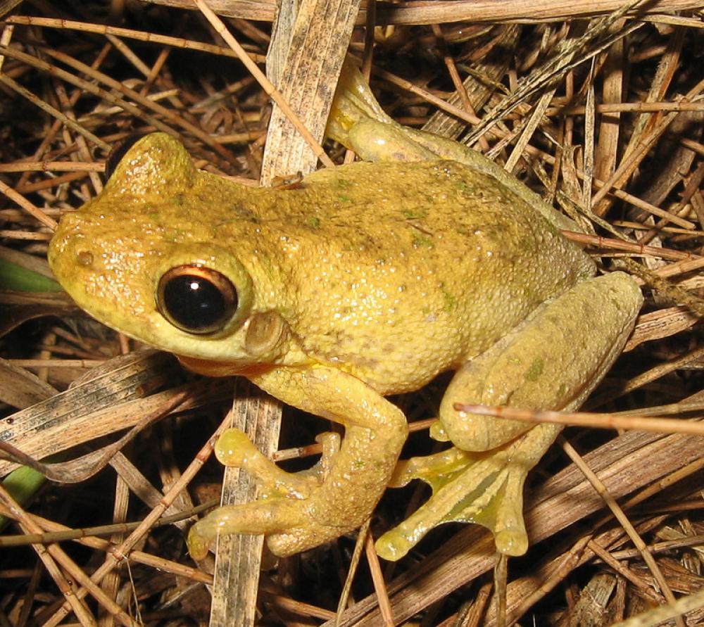 Tyler's Tree Frog - Litoria tyleri free photo Tyler's Tree Frog - Litoria tyleri free photo