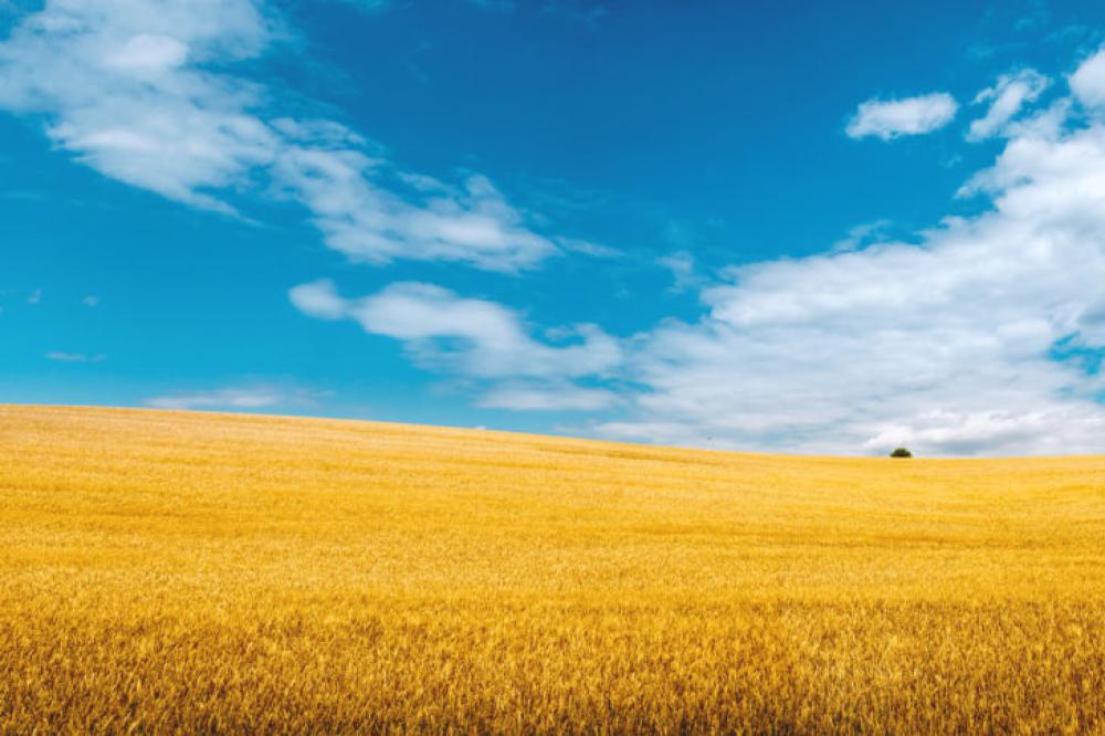 Golden wheat field with blue sky in background Golden wheat field with blue sky in background