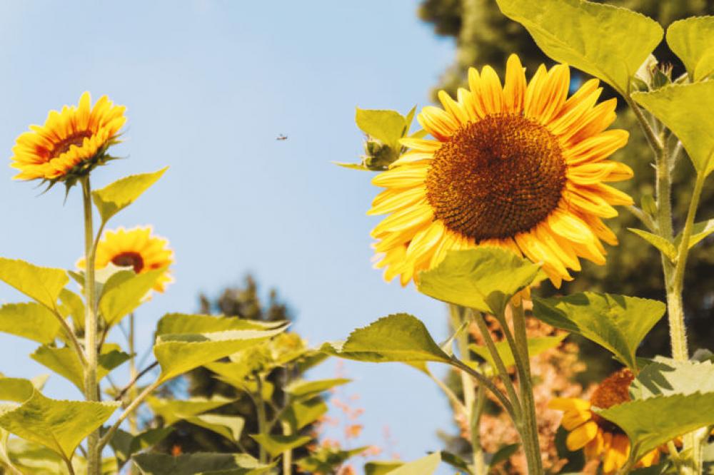 Garden of sunflowers at summer. Detail of sunflower Garden of sunflowers at summer. Detail of sunflower