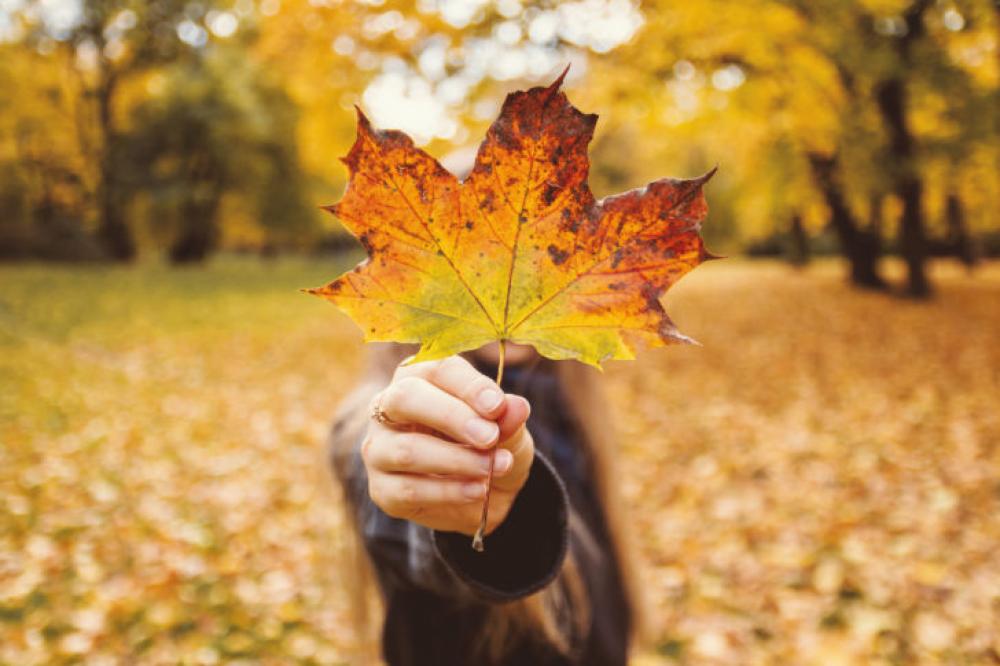 Girl in her hand holding a leaf in autumn Girl in her hand holding a leaf in autumn