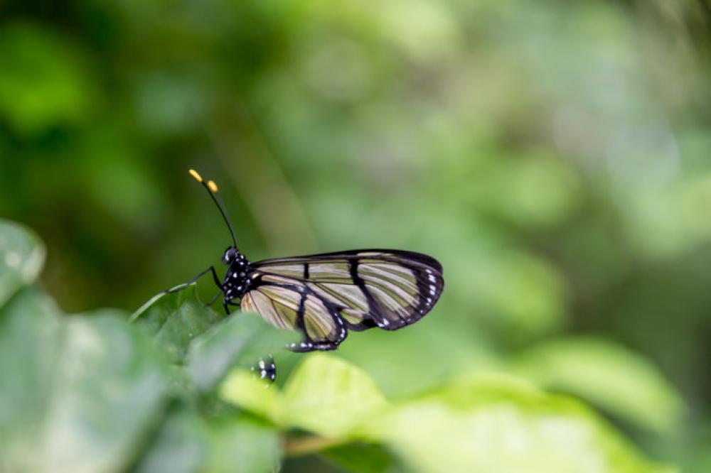 Beautiful butterfly in nature Beautiful butterfly in nature