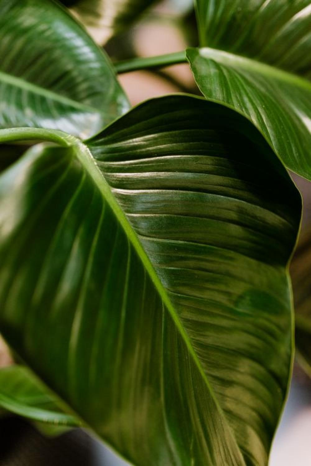 Philodendron Congo Green Philodendron Congo Green