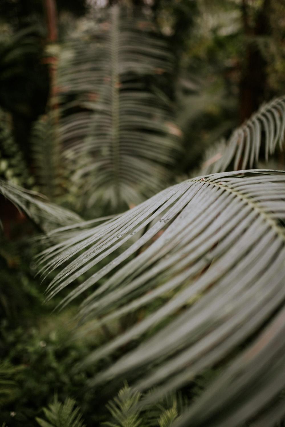 Tropical Leaves Tropical Leaves