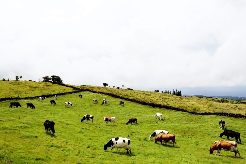 Field Of Cows Field Of Cows