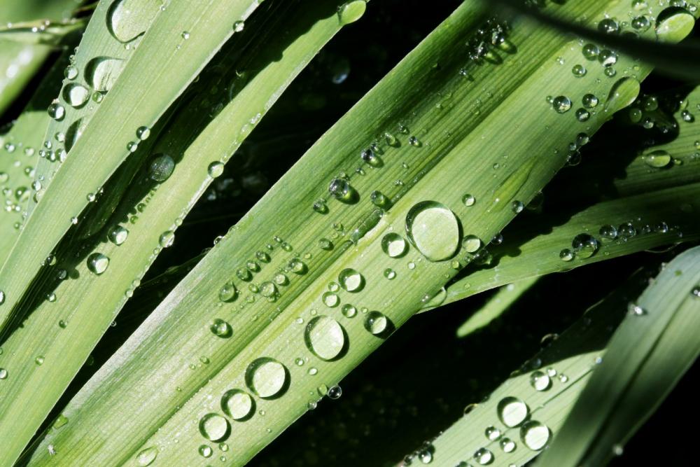 Water Drop Water Drop