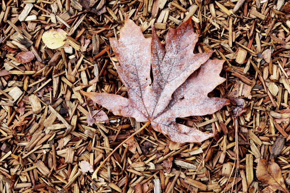 Leaf On Wood Carpet Leaf On Wood Carpet