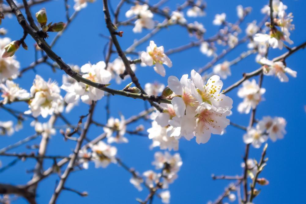 Almond Blossom Almond Blossom