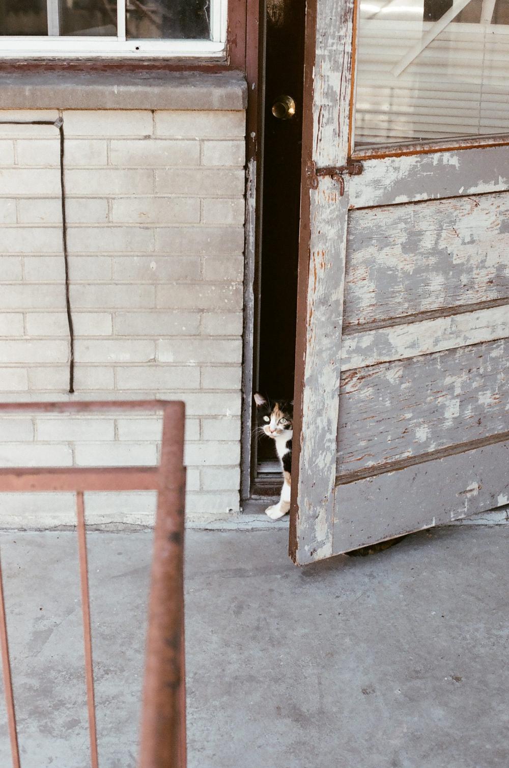 Cat Cat