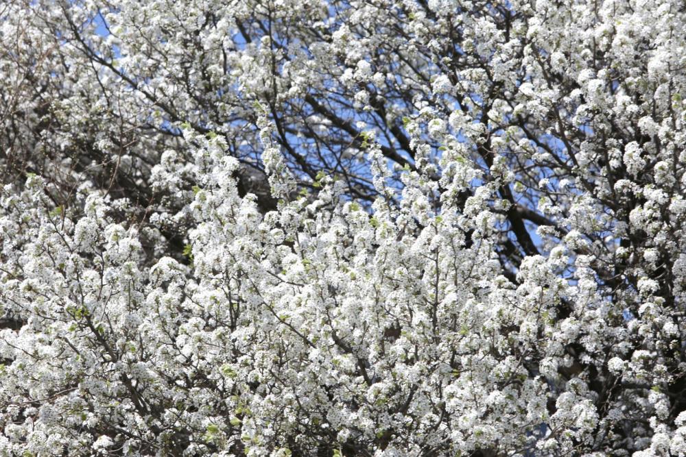 Cherry tree Cherry tree