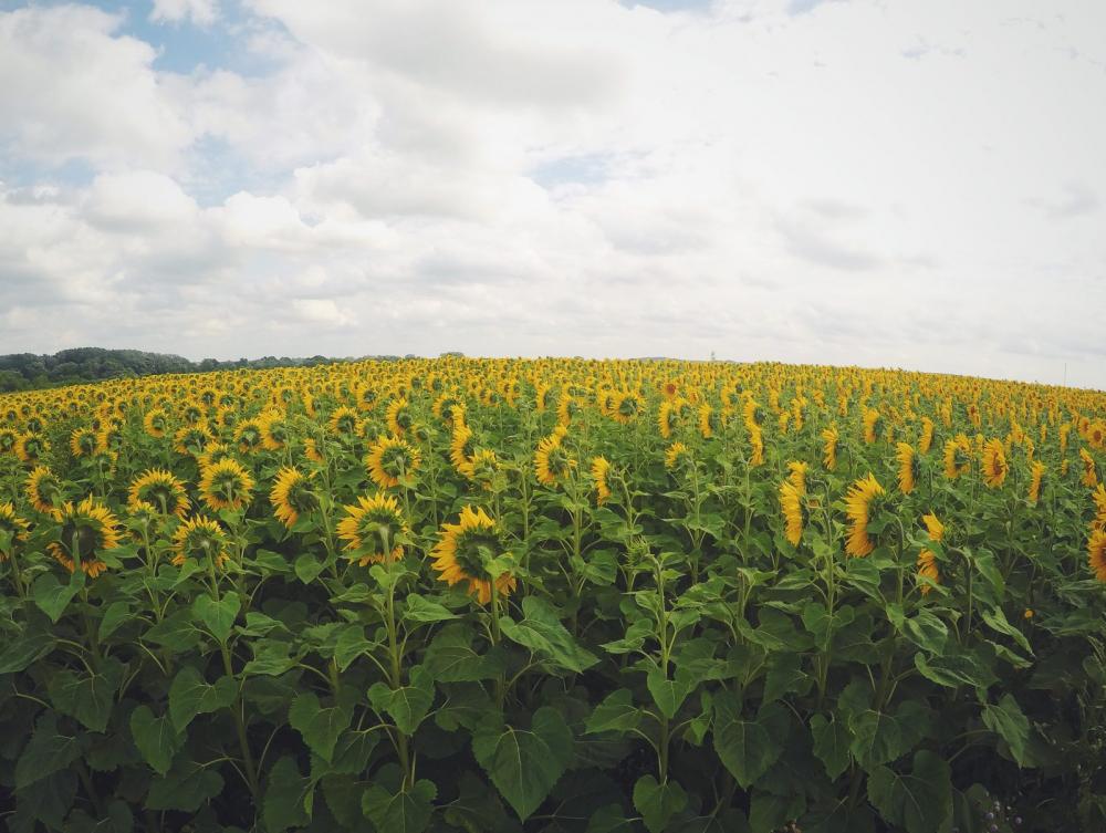 Sunflower Field Sunflower Field