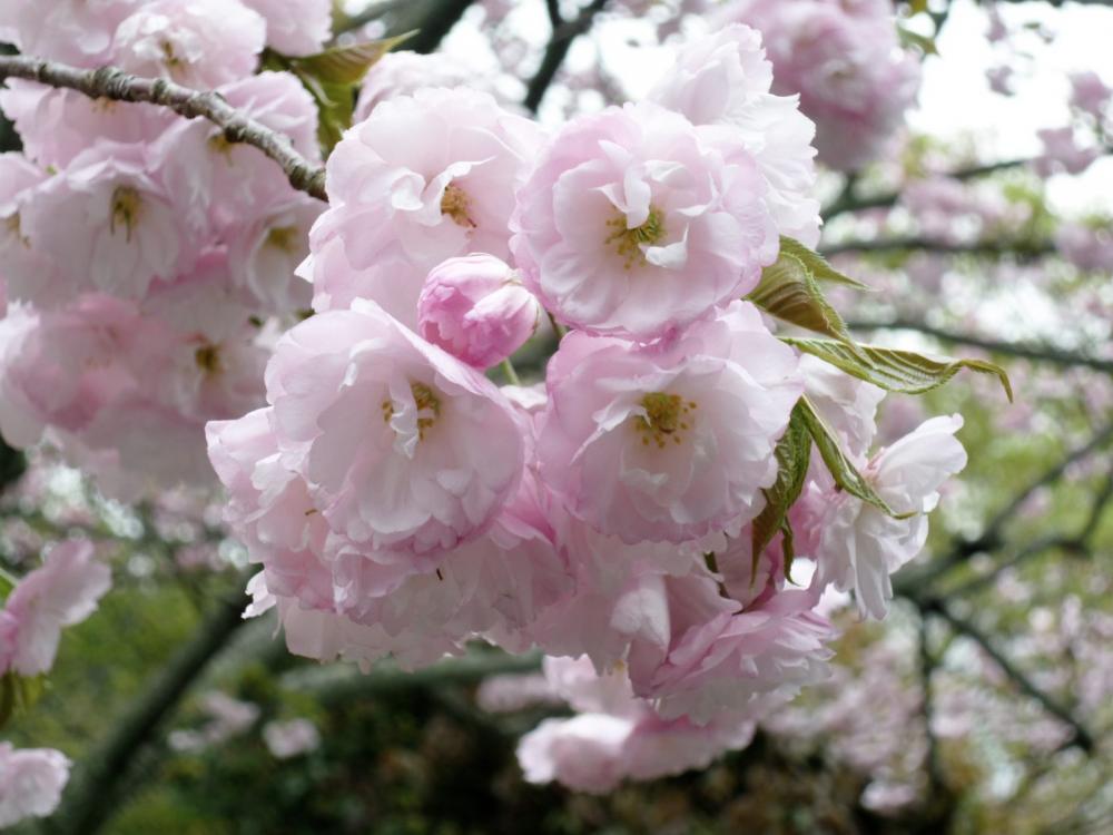 Flowers Flowers