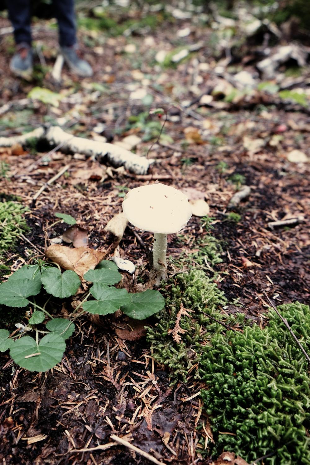 Mushroom Mushroom
