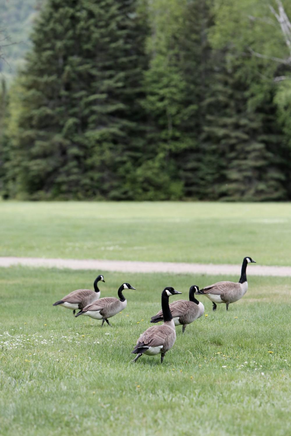 Geese Geese