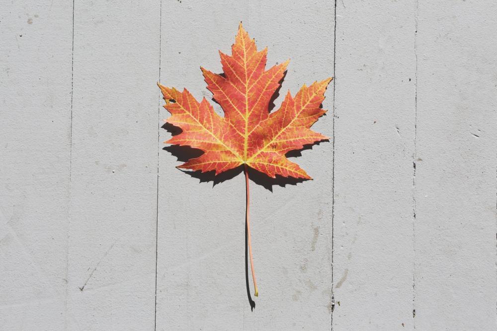 Maple Leaf Maple Leaf