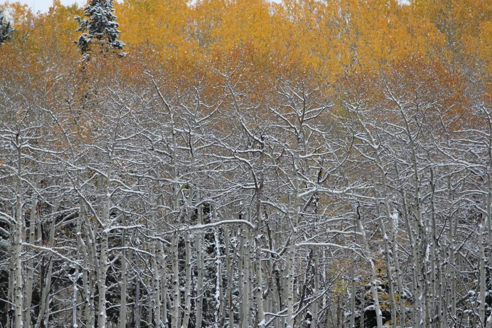 Trees Trees