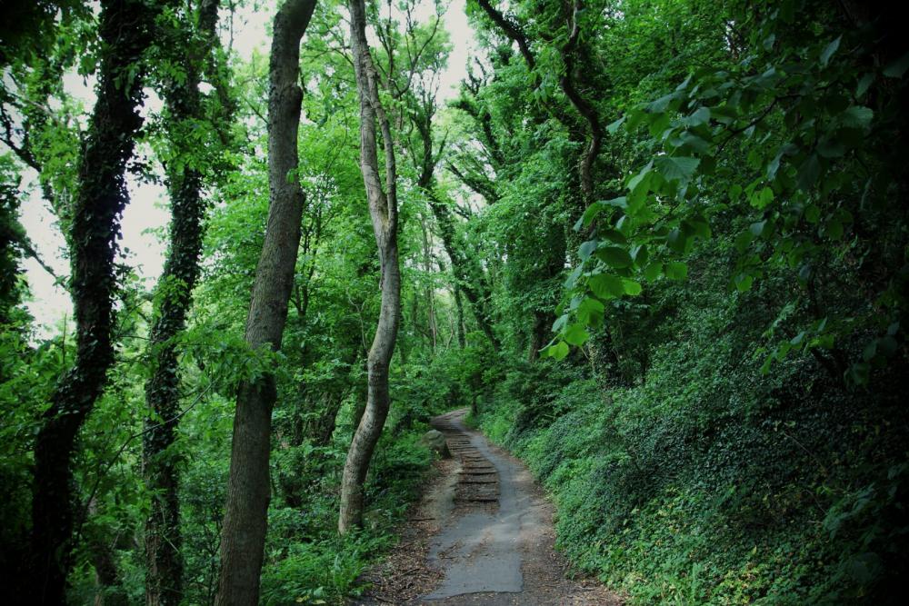 Green path Green path