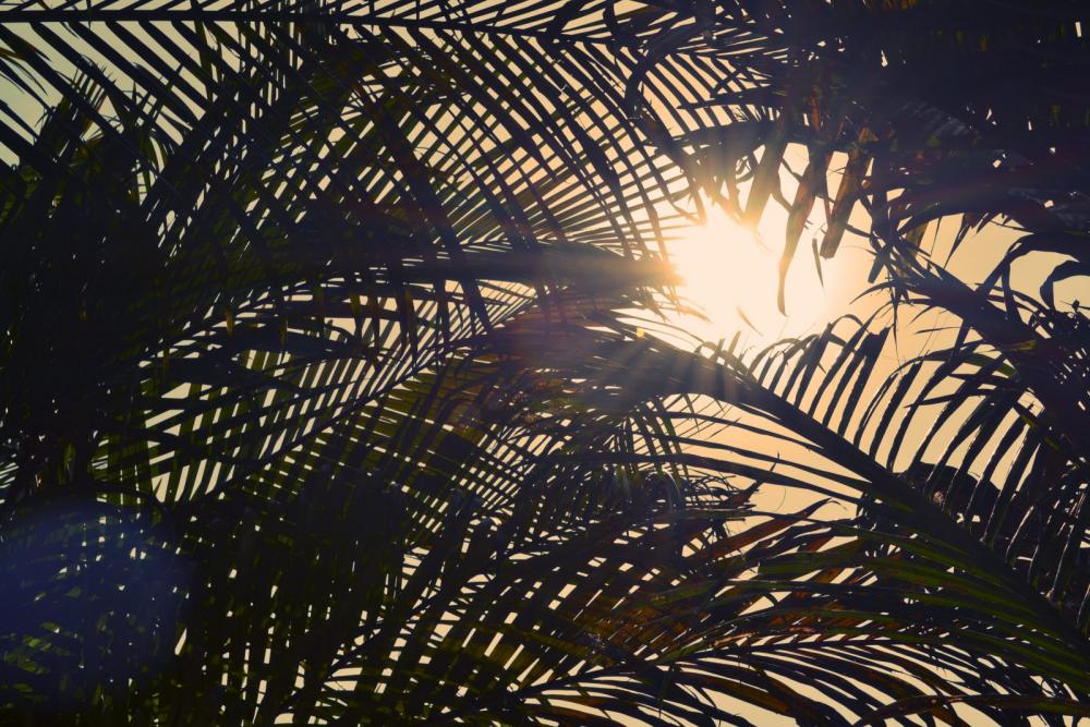 Under Palm Trees Under Palm Trees