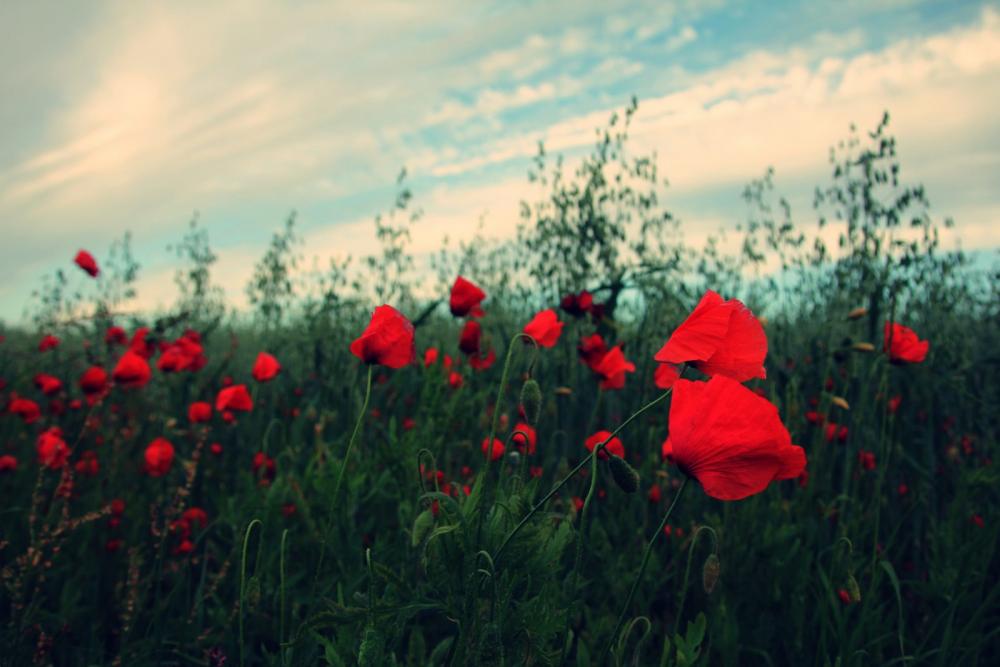 Poppies field Poppies field