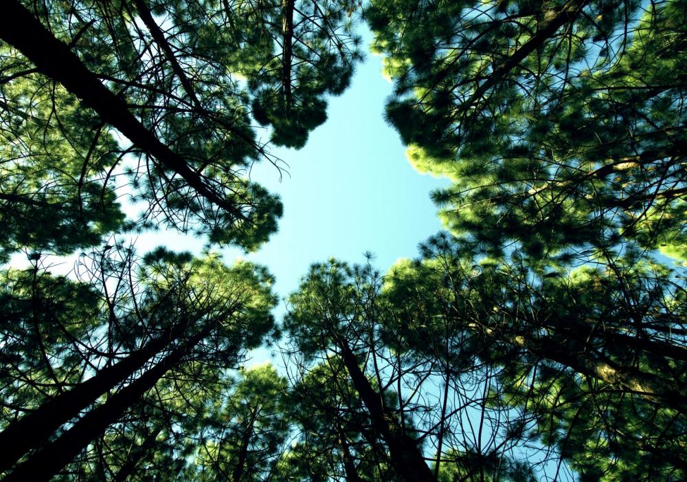 Trees in the sky Trees in the sky