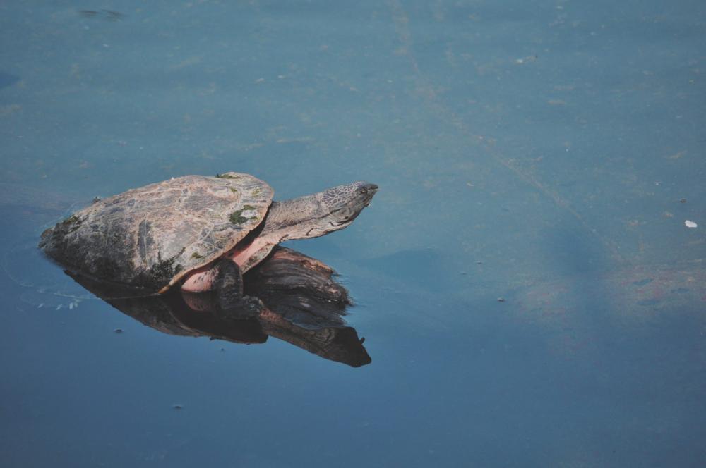 Turtle Turtle