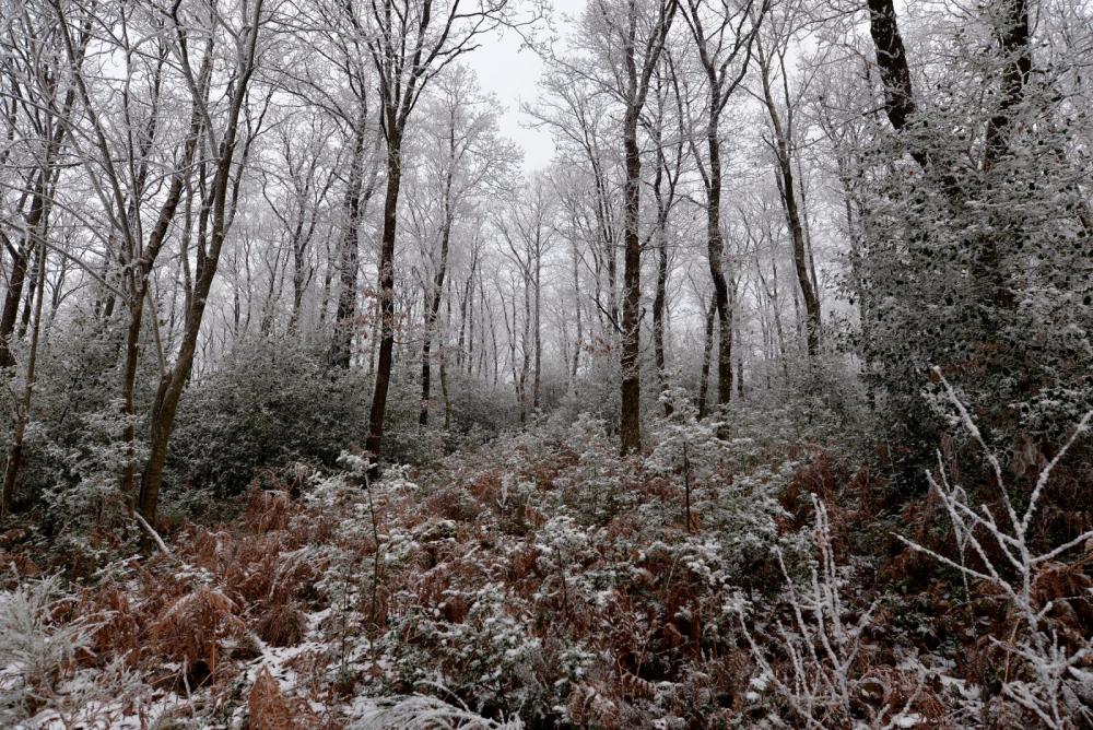 Ardennes Forest Ardennes Forest