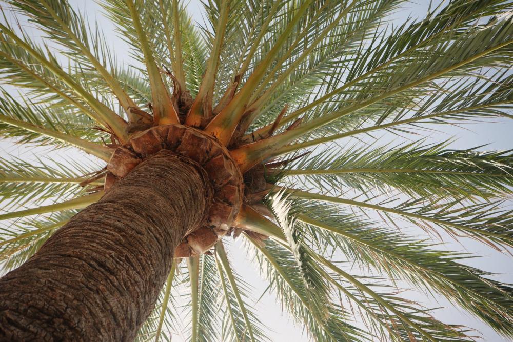 Palm tree Palm tree
