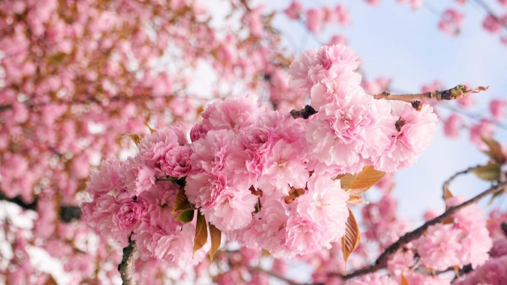 Spring Spring
