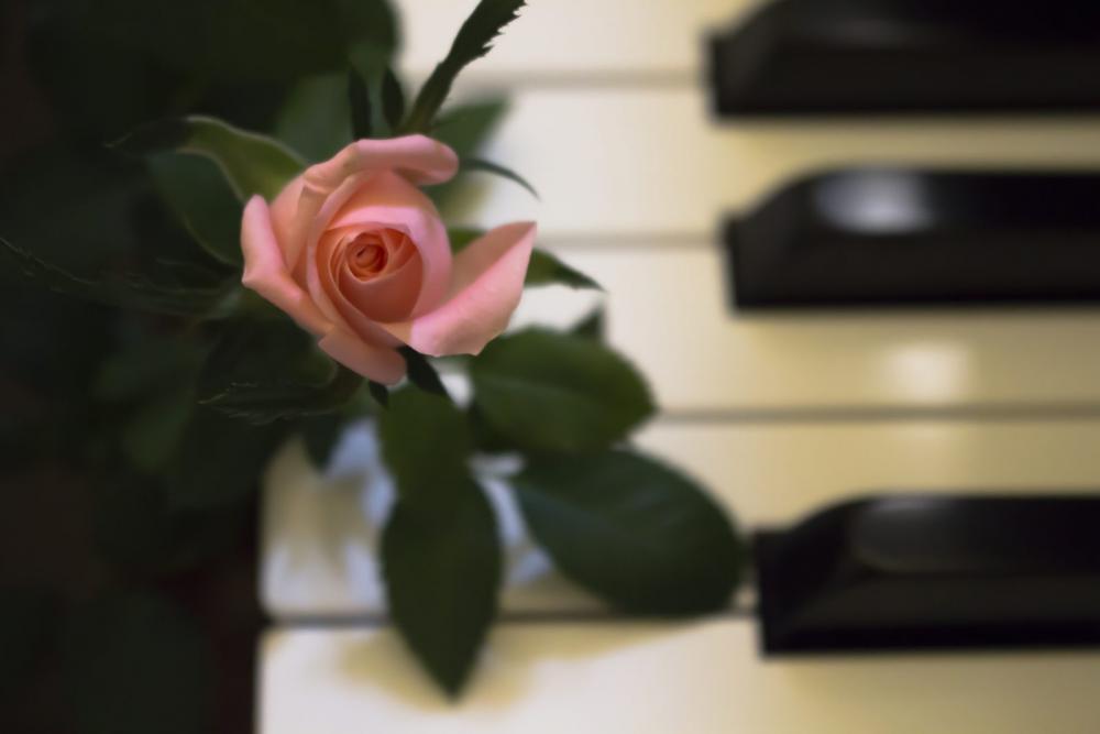 Piano Rose Piano Rose