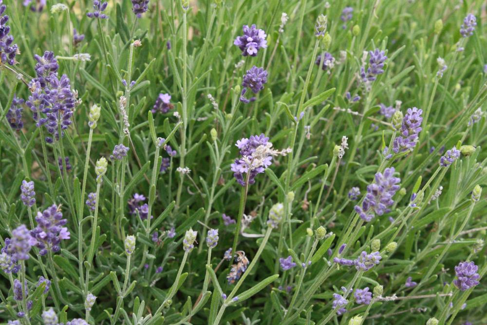 Blooming Lavender Blooming Lavender