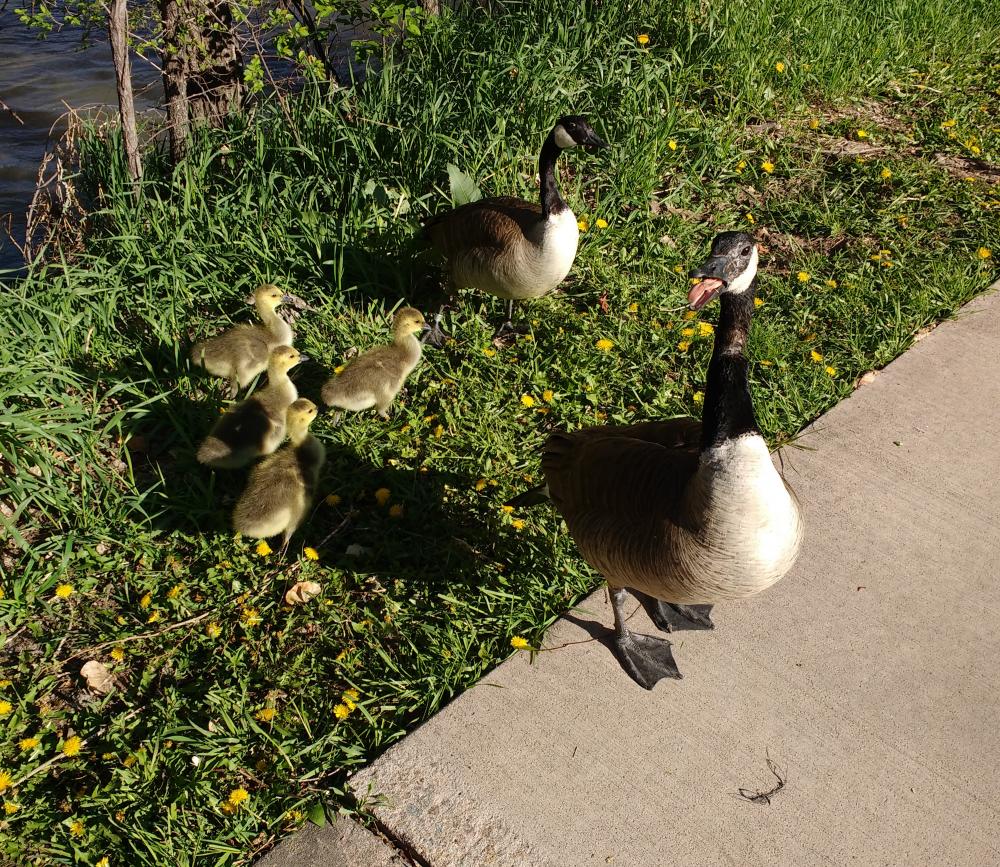 Hissing Goose Protecting Goslings Hissing Goose Protecting Goslings