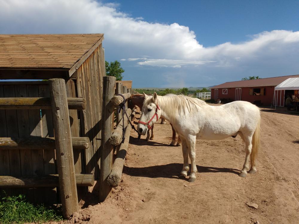 Horses at Stables Horses at Stables