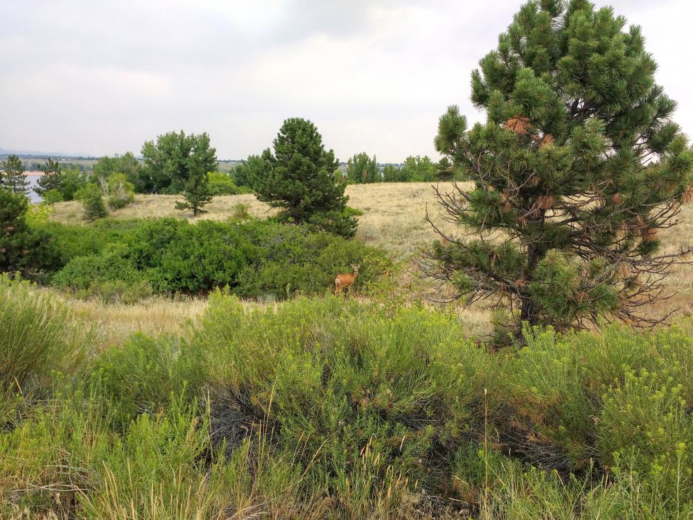 Mule Deer in Field with Pine Trees Mule Deer in Field with Pine Trees