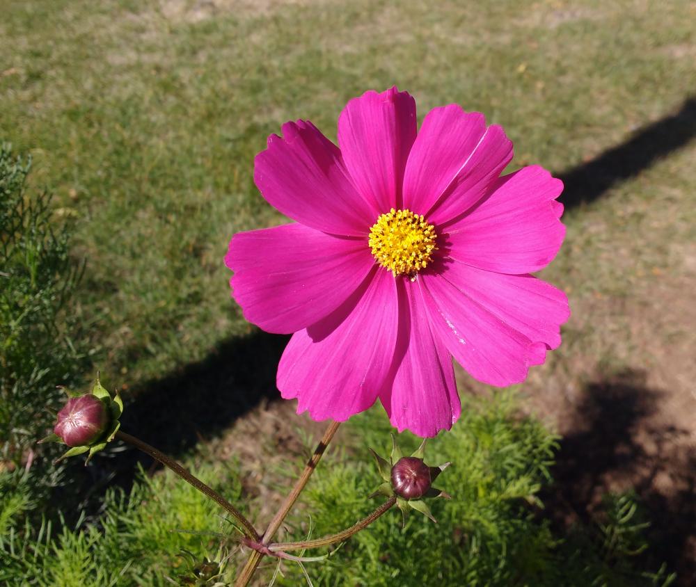 Pink Cosmos Flower Pink Cosmos Flower