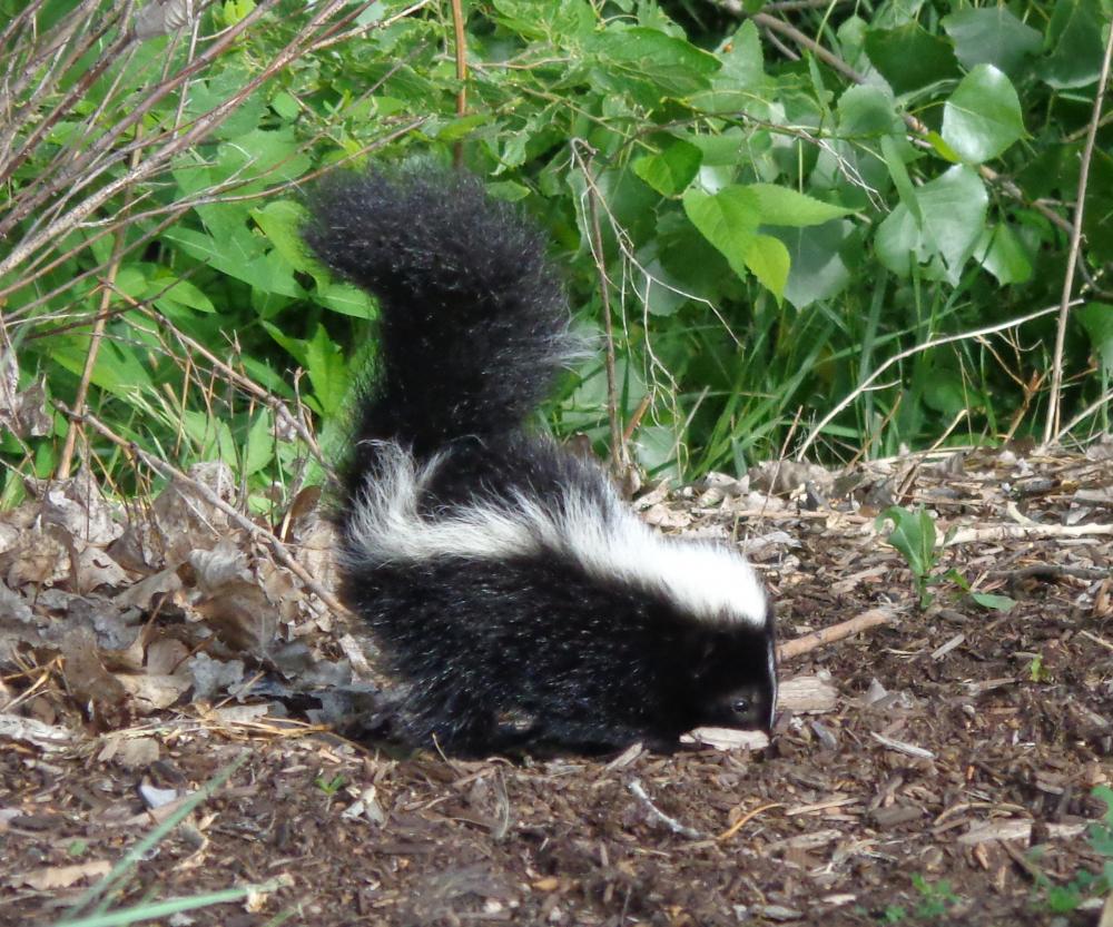 Skunk Skunk