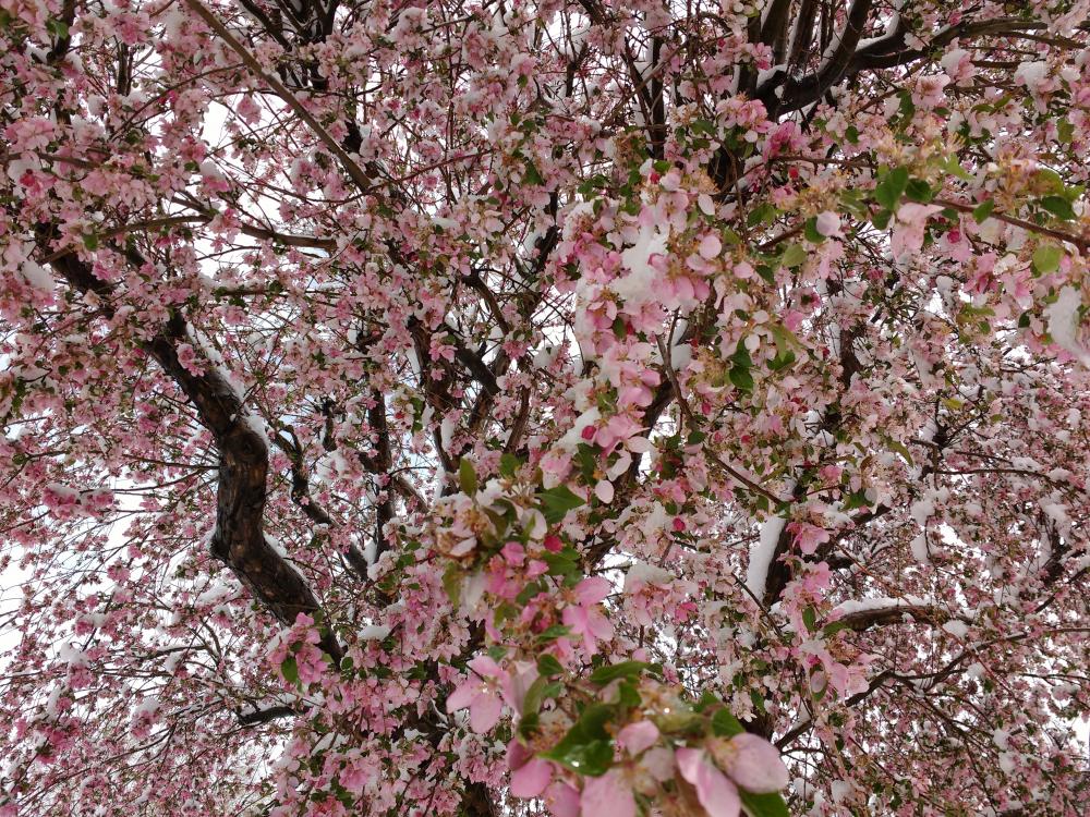 Snow on Pink Crabapple Blossoms Snow on Pink Crabapple Blossoms