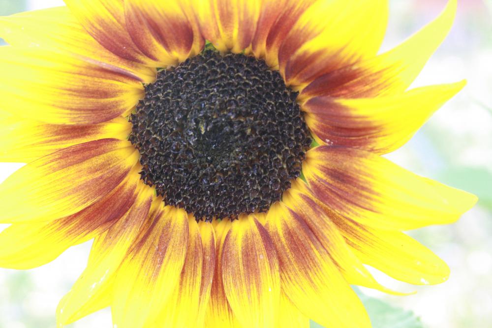 Sunflower Sunflower