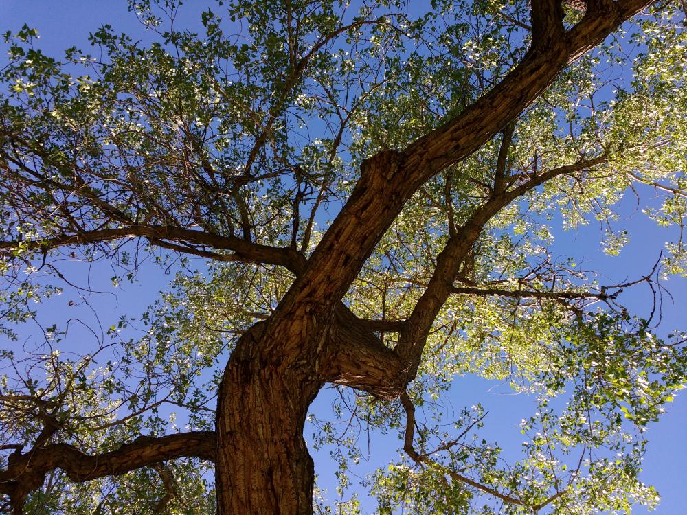 Tree from Below with Blue Sky Tree from Below with Blue Sky