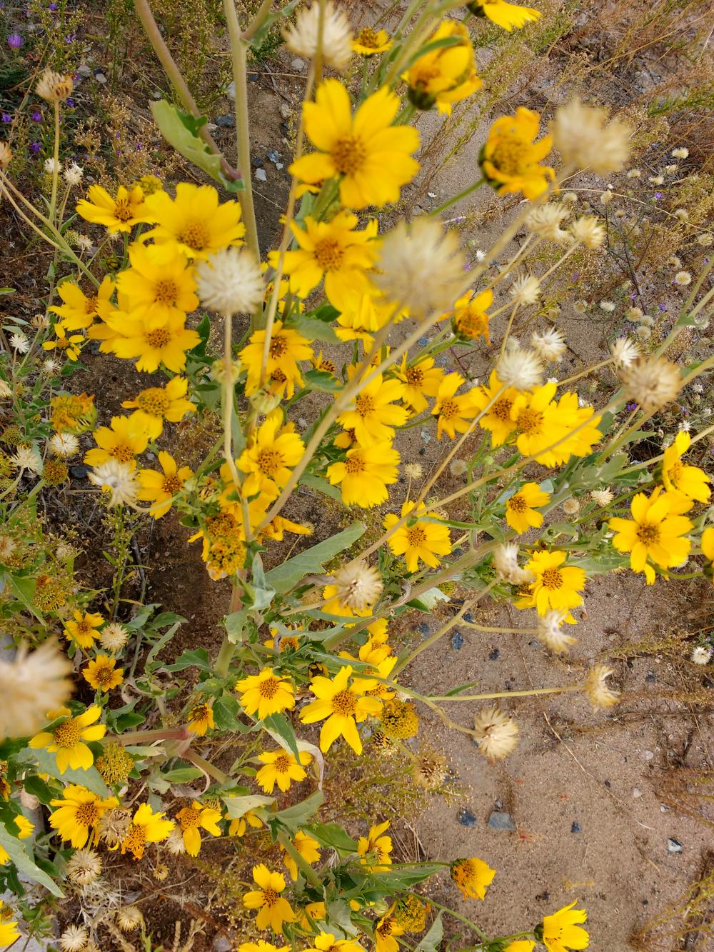 Yellow Wildflowers Golden Crownbeard Yellow Wildflowers Golden Crownbeard