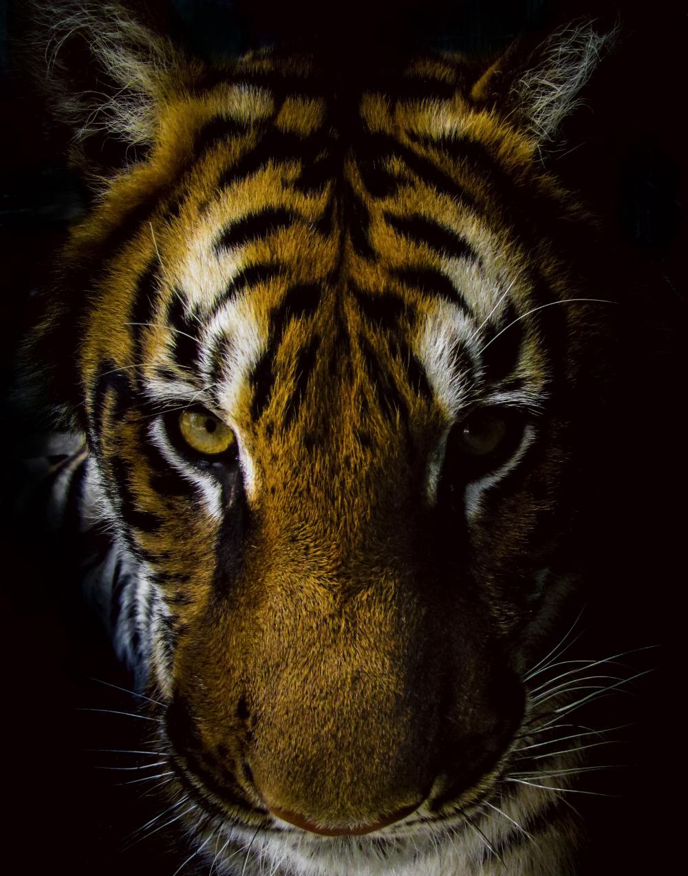 Front view of tiger with black background free image | Image Finder